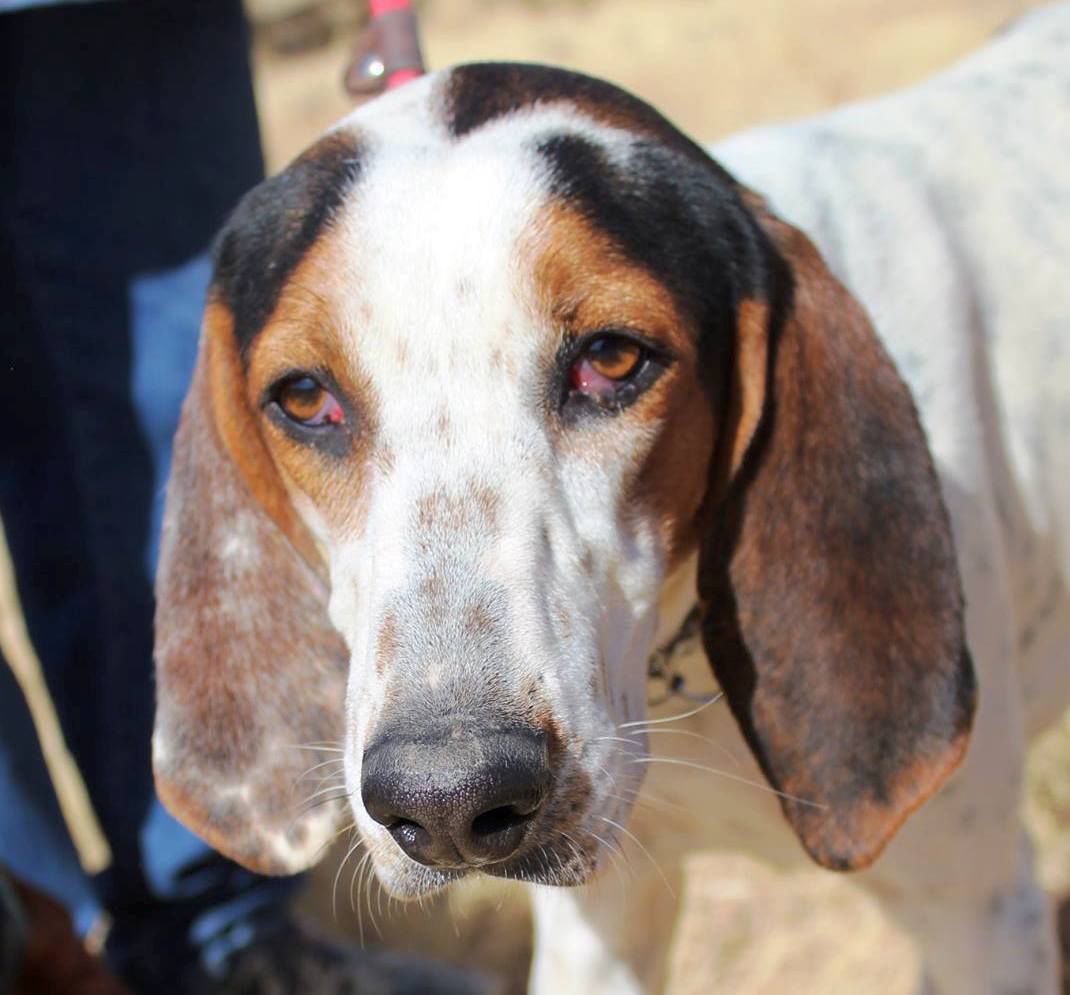 Adopt a friend: Noel